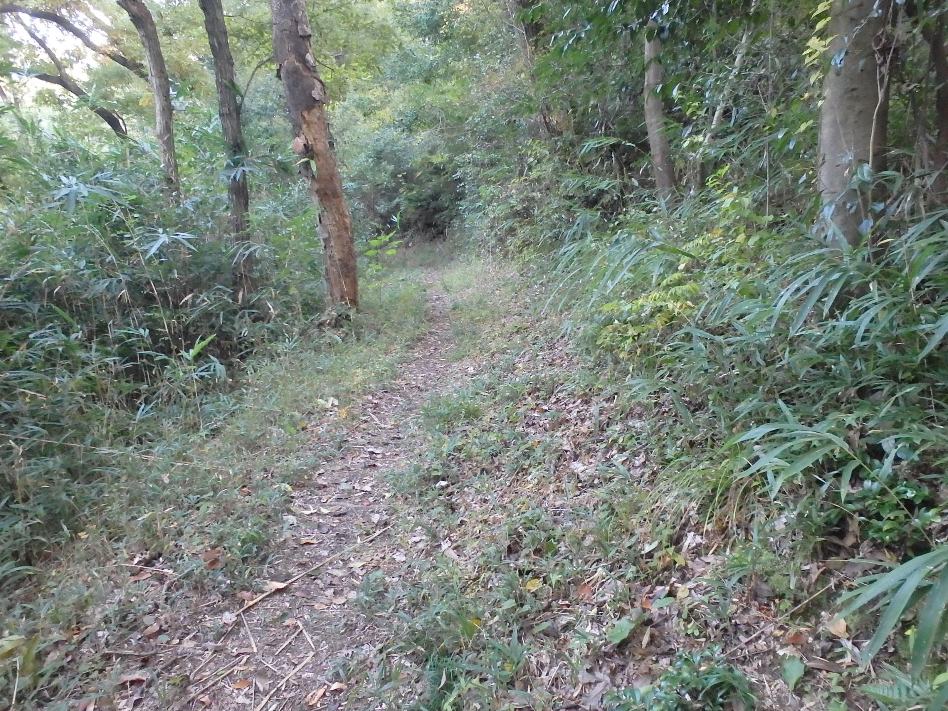 草木が生い茂る月輪石までの登山道の写真