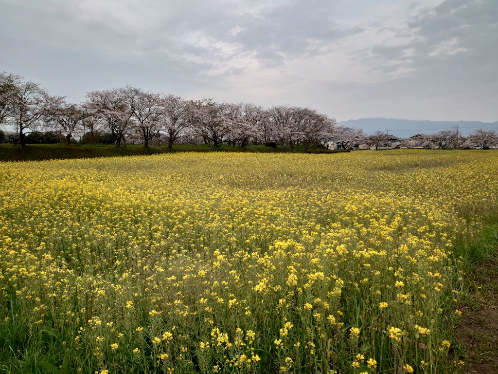 20240405藤原宮跡菜の花2