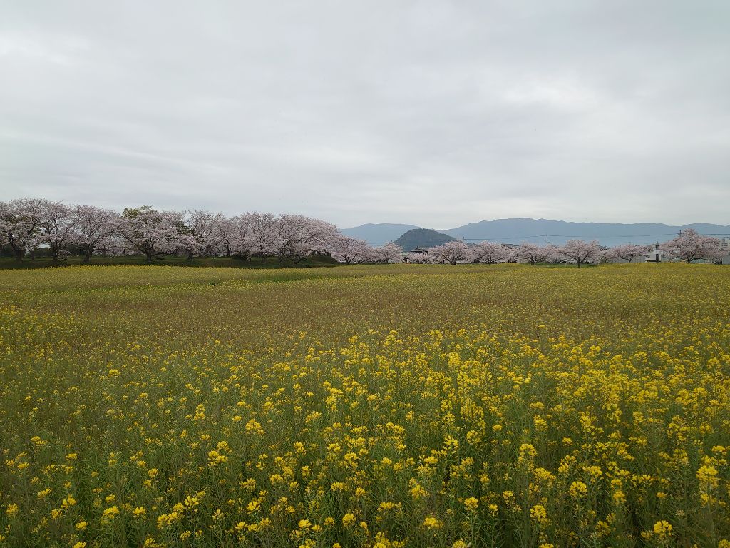 20240408藤原宮跡菜の花2