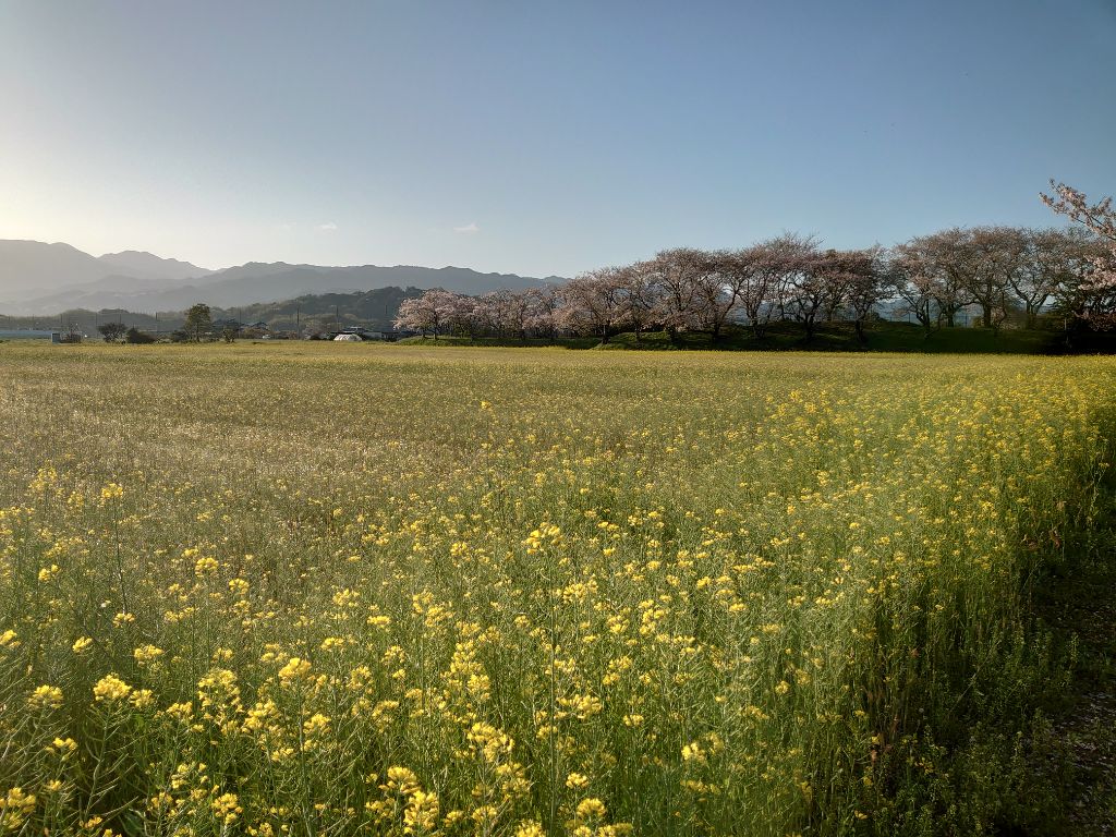 20240410藤原宮跡菜の花2