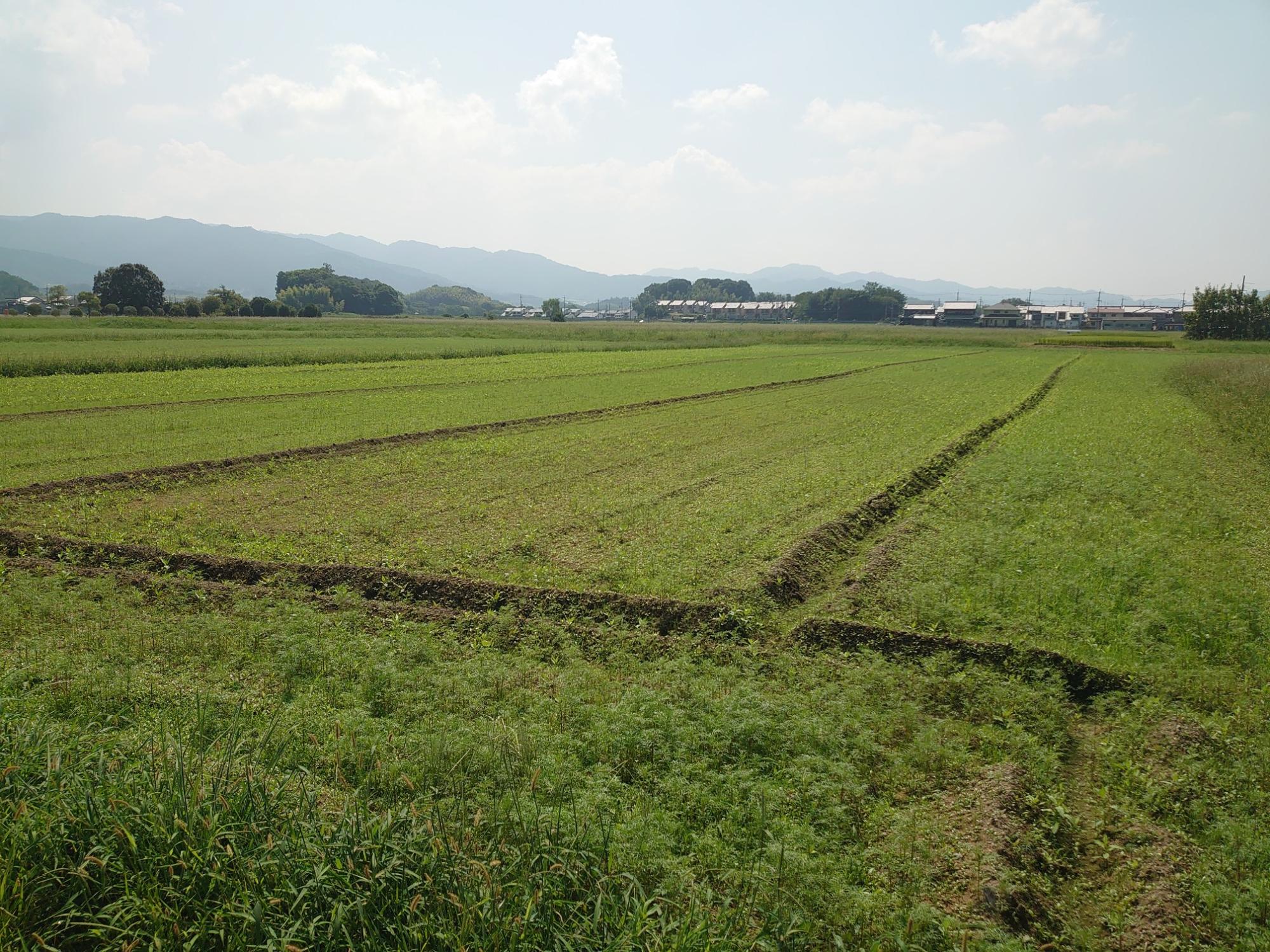 20240909藤原宮跡コスモス2