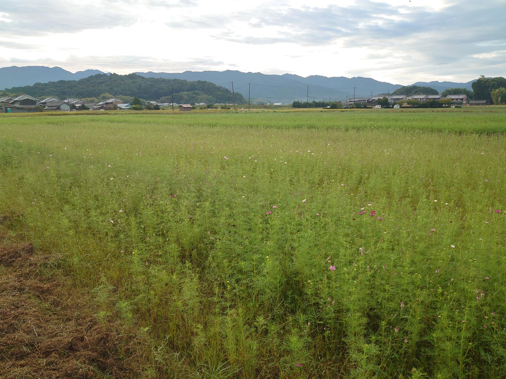 20241007藤原宮跡コスモス2
