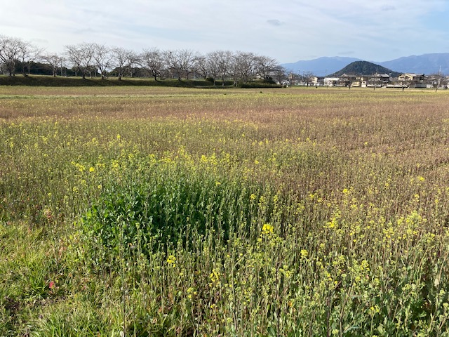 2021年3月9日の藤原宮跡の菜の花(春ゾーン)西側ゾーンの様子