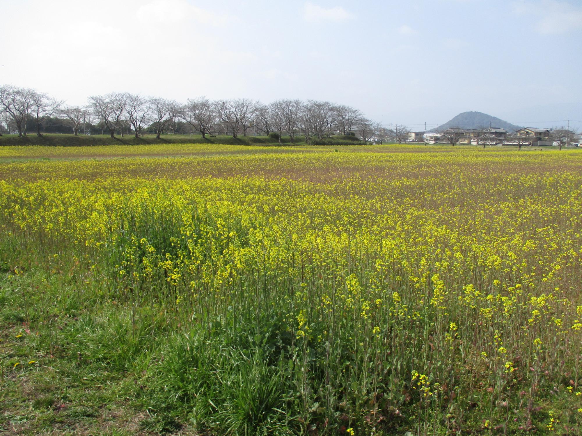 2021年3月15日の藤原宮跡の菜の花(春ゾーン)西側ゾーンの様子
