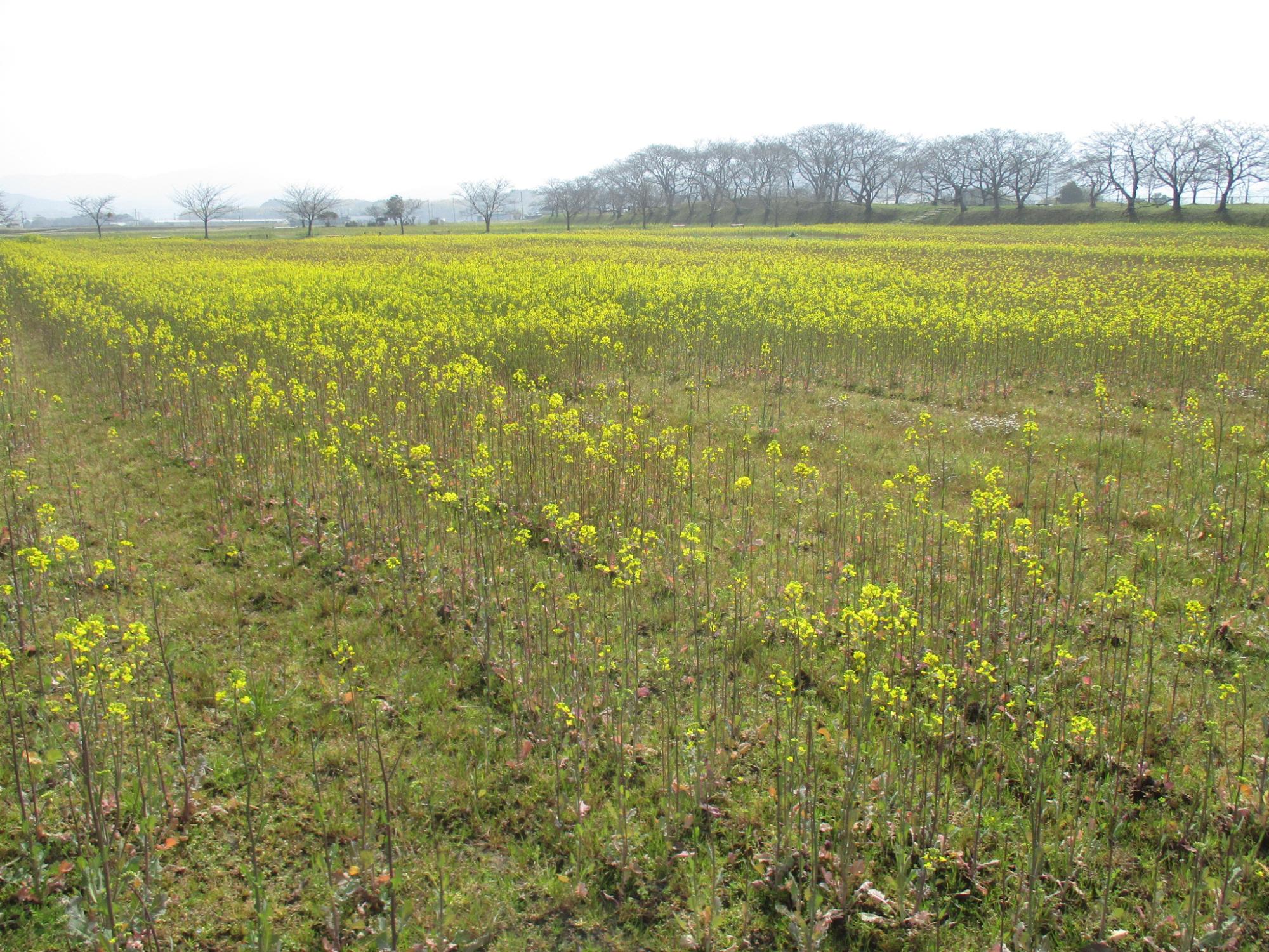 2021年3月15日の藤原宮跡の菜の花(春ゾーン)西側ゾーンの様子