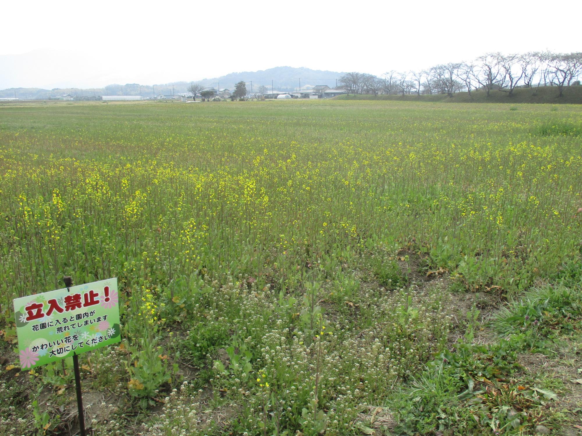 左端に立ち入り禁止看板が立ててある、2021年3月17日の藤原宮跡の菜の花(春ゾーン)東側ゾーンの様子