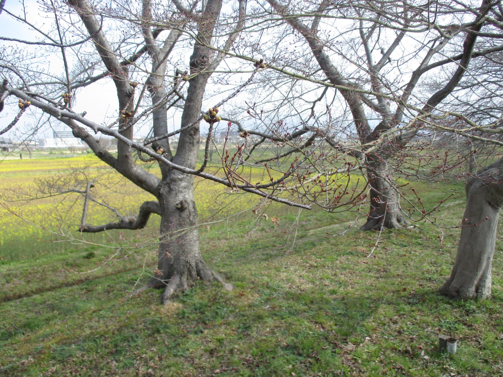 2021年3月17日の藤原宮跡の菜の花(春ゾーン)の様子