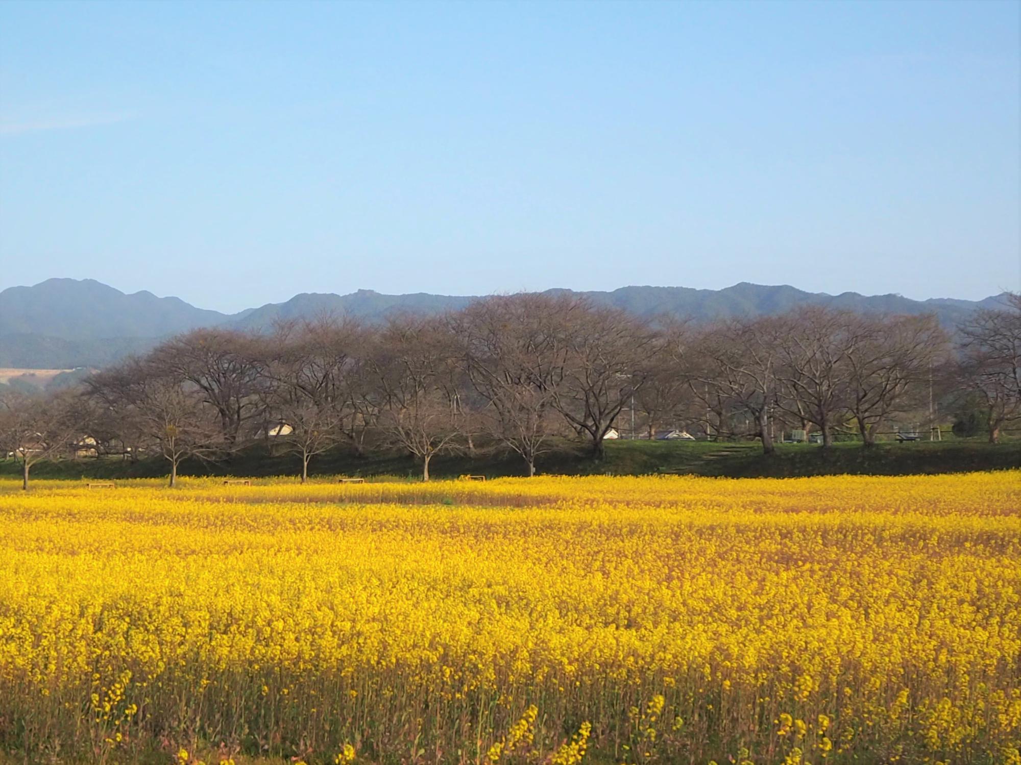 2021年3月19日の藤原宮跡の菜の花(春ゾーン)西側ゾーンの様子