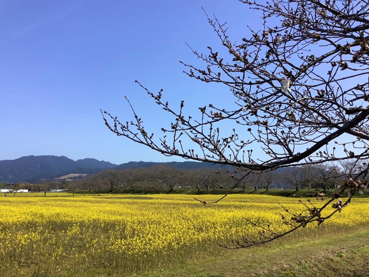 2021年3月19日の藤原宮跡の菜の花(春ゾーン)の様子