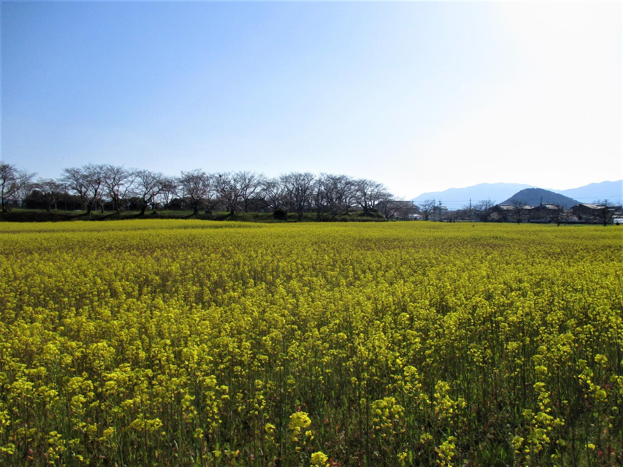 2021年3月23日の藤原宮跡の菜の花(春ゾーン)西側ゾーンの様子