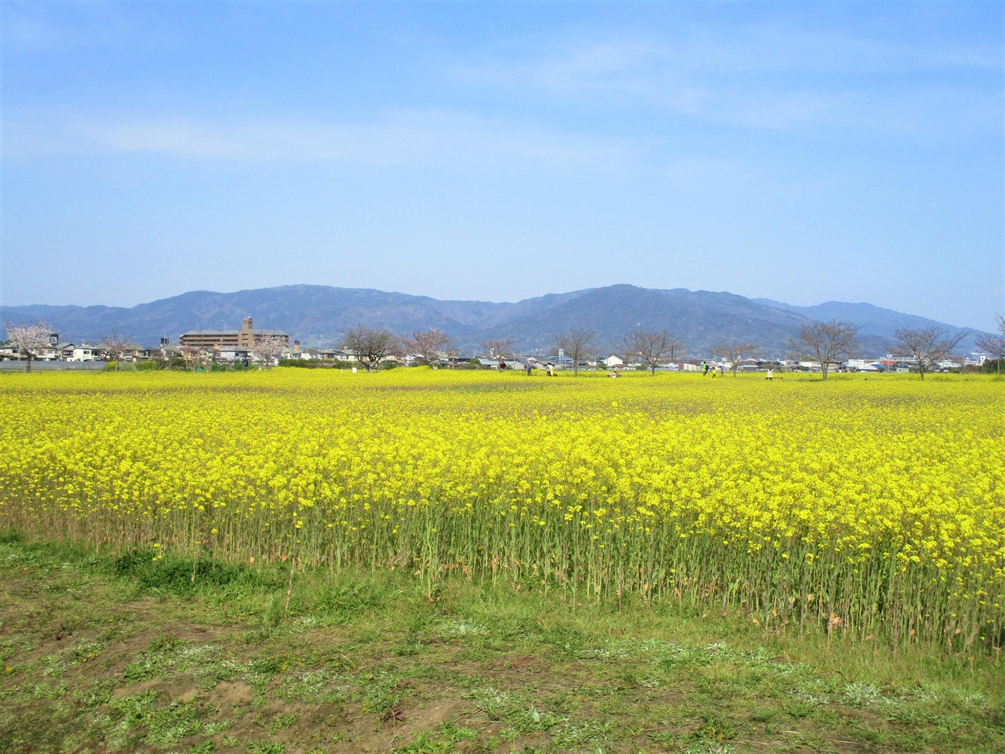 2021年3月26日の藤原宮跡の菜の花(春ゾーン)西側ゾーンの様子