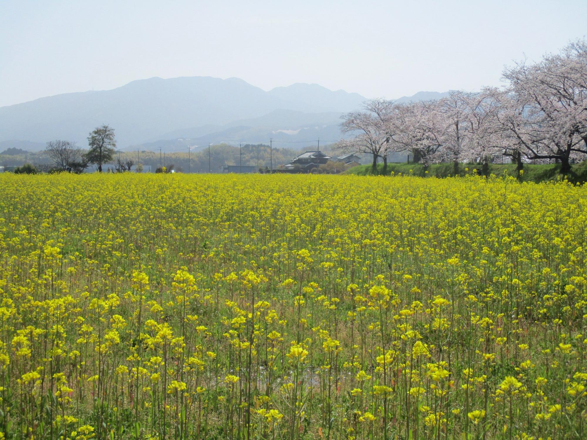 2021年4月1日の藤原宮跡の菜の花(春ゾーン)東側ゾーンの様子