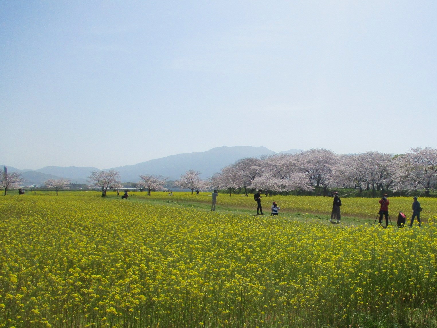 観光客が菜の花を鑑賞している様子を撮影した、2021年4月1日の藤原宮跡の菜の花(春ゾーン)東側ゾーンの様子
