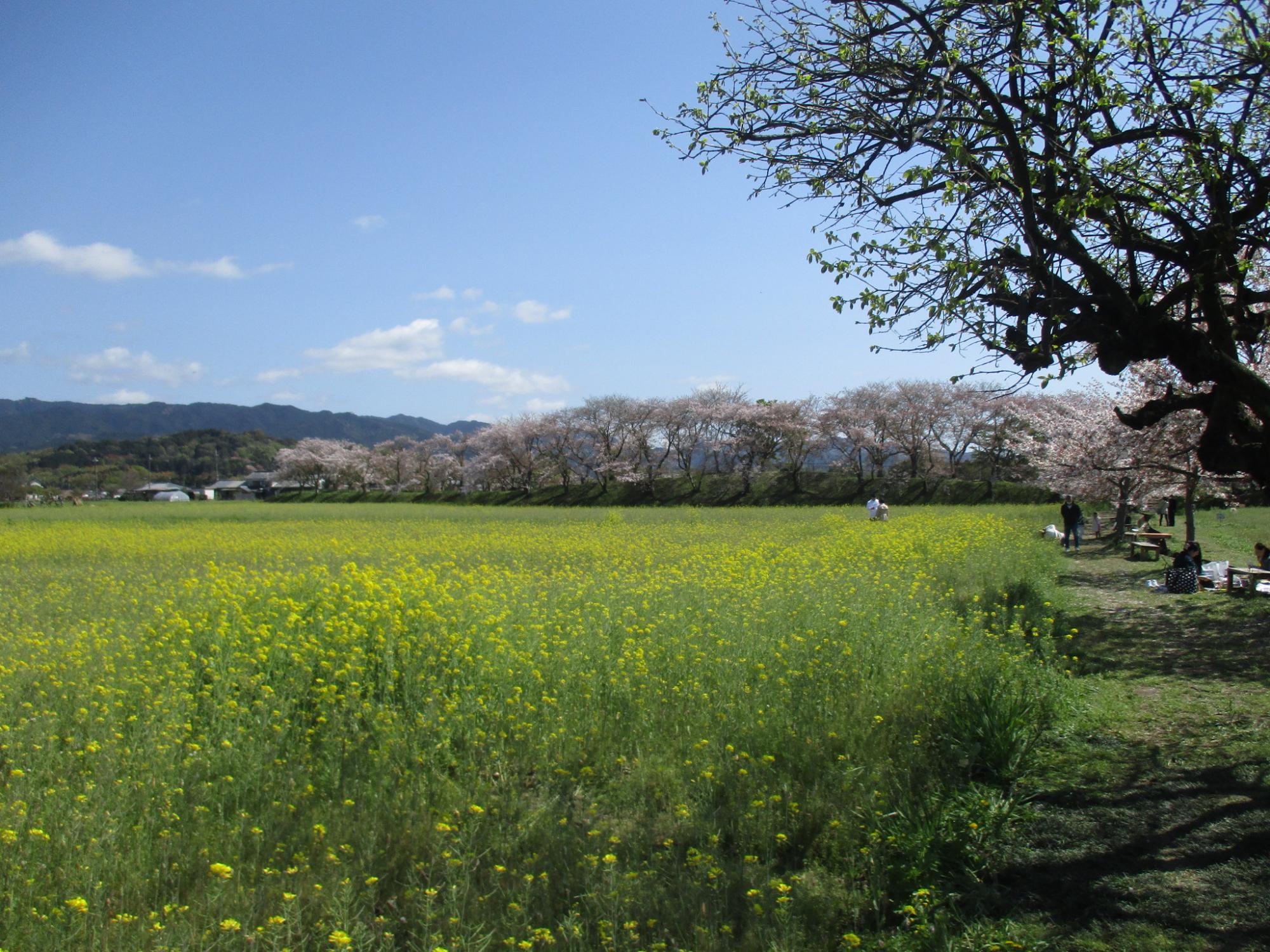 2021年4月5日の藤原宮跡の菜の花(春ゾーン)東側ゾーンの様子