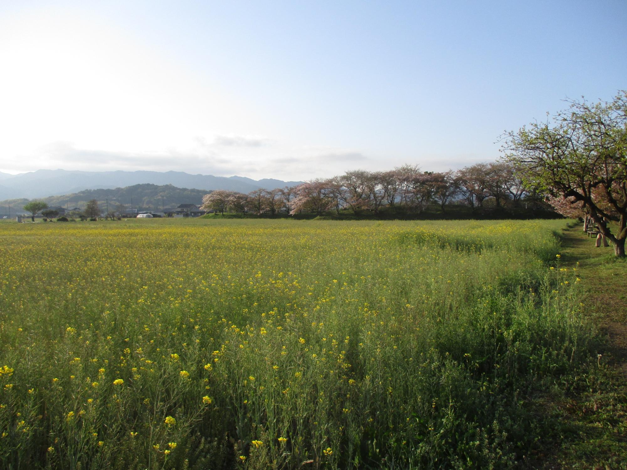 2021年4月9日の藤原宮跡の菜の花(春ゾーン)東側ゾーンの様子