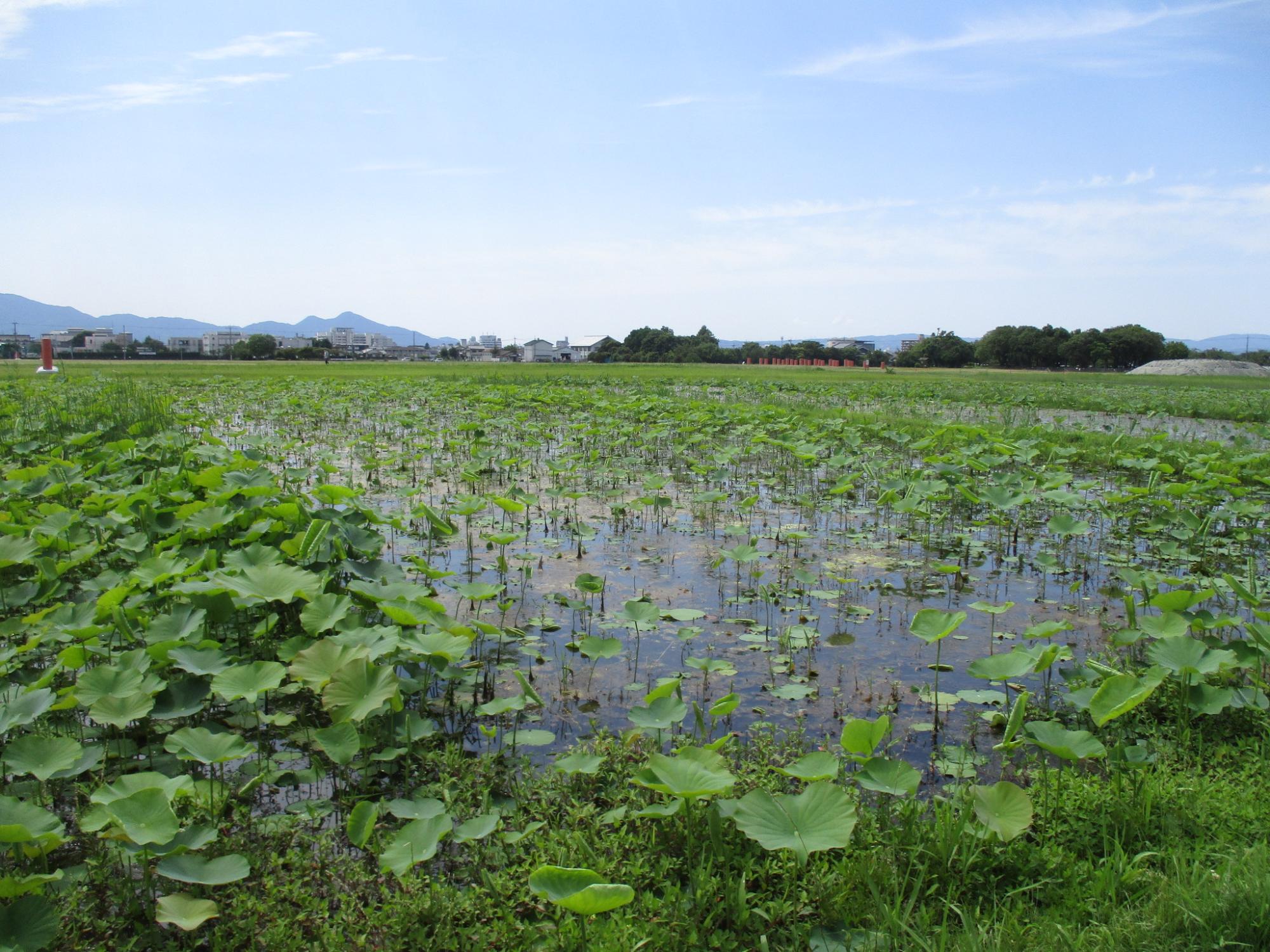 たくさんの葉が水面から出てきた6月21日に撮影された藤原宮跡蓮ゾーンの写真