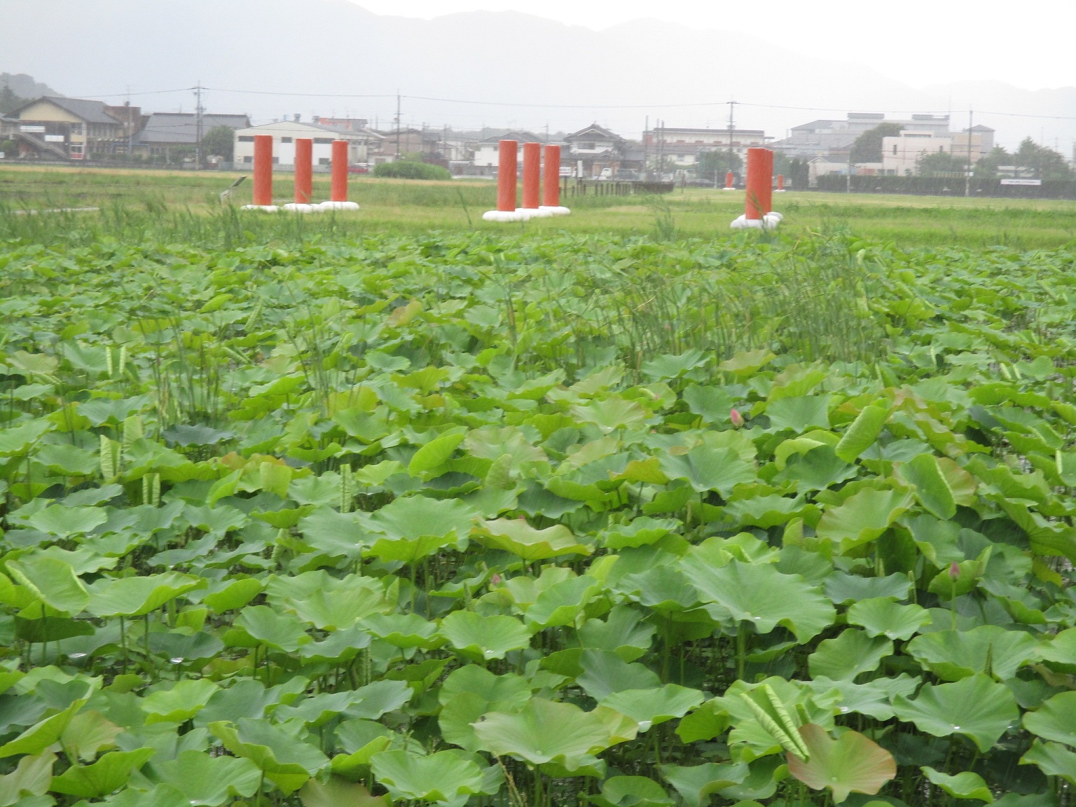 少しずつつぼみが水面から顔を出しはじめた6月28日に撮影された藤原宮跡蓮ゾーンの写真