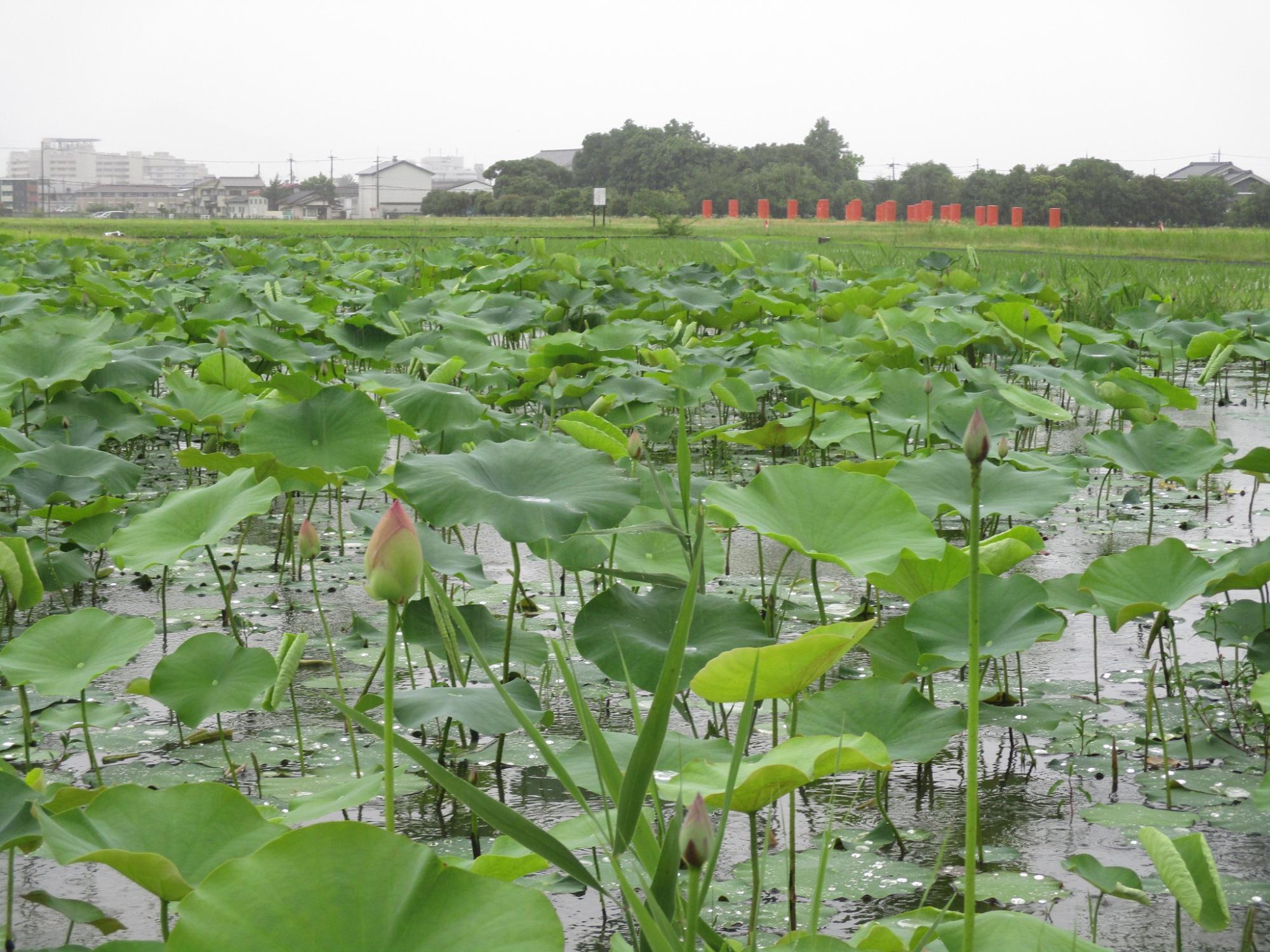 蕾の数が増え、開花を間近に控えた7月1日に撮影された藤原宮跡蓮ゾーンの写真