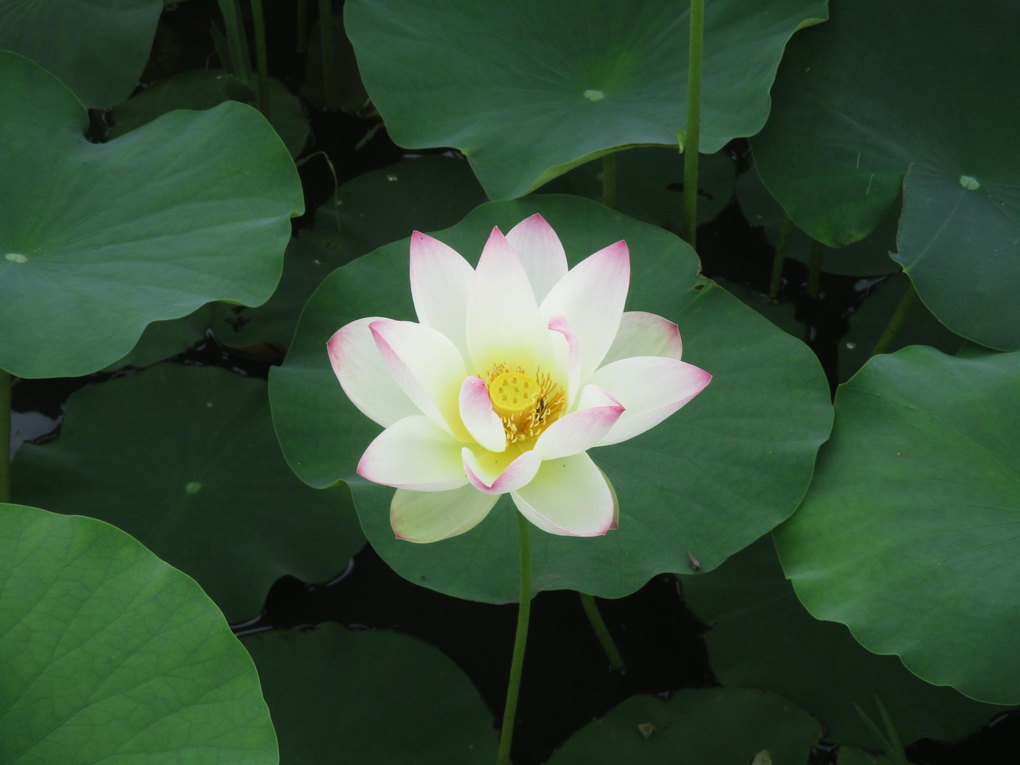綺麗な花が咲き始めた7月6日に撮影された藤原宮跡蓮ゾーンの写真