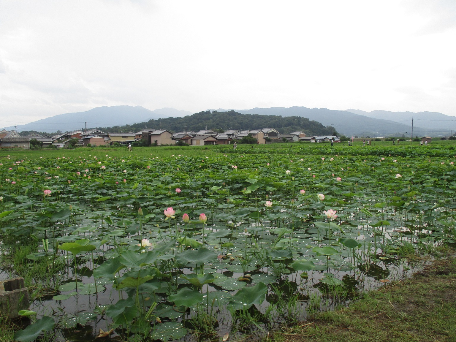 一部の品種が開花を始めた7月9日に撮影された藤原宮跡蓮ゾーンの写真