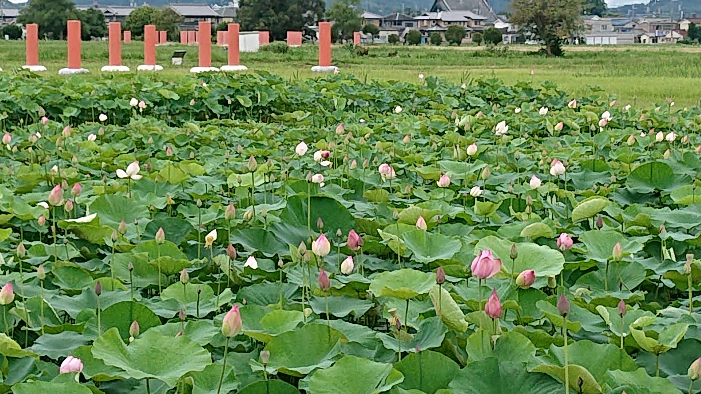 雄大な自然を背景にまもなく見頃をむかえる7月12日撮影時の藤原宮跡蓮ゾーンの写真