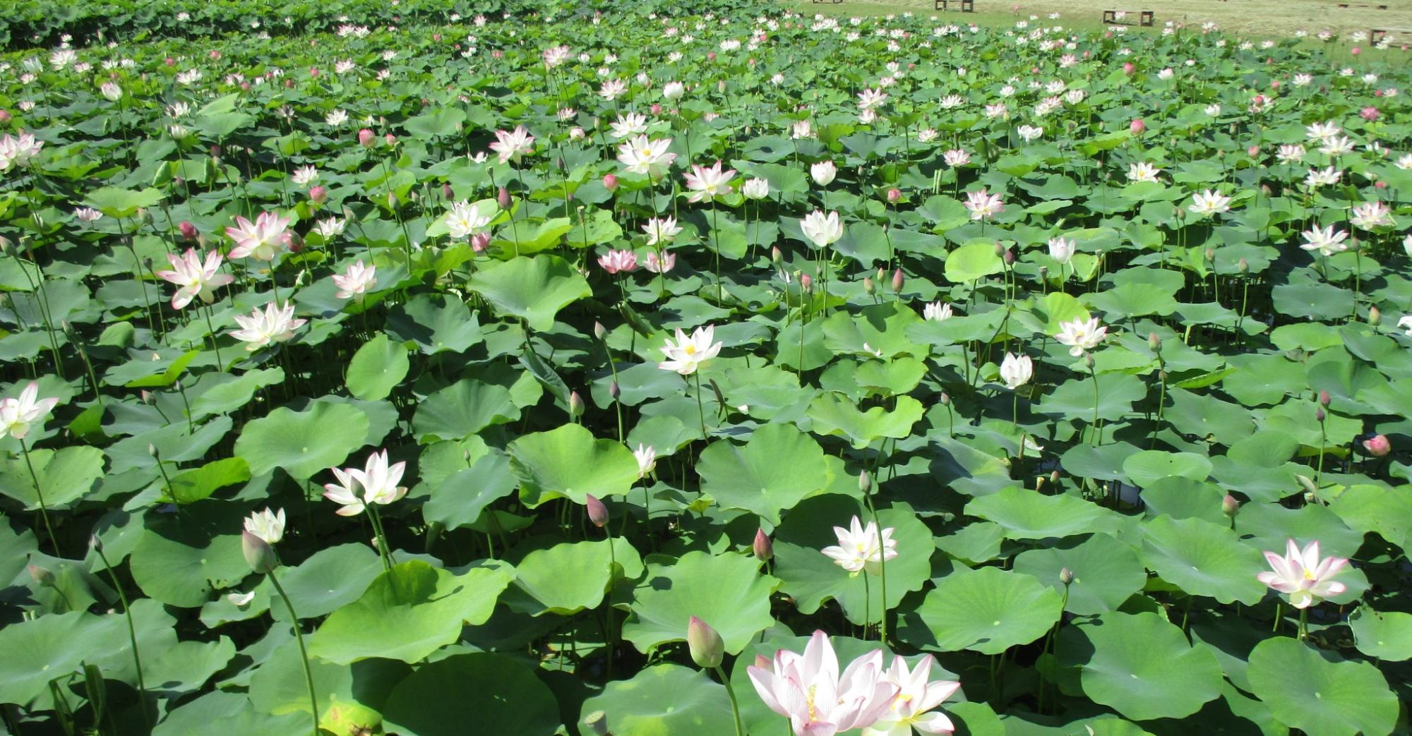 7月15日に撮影された満開の花をつける藤原宮跡蓮ゾーン北面の写真