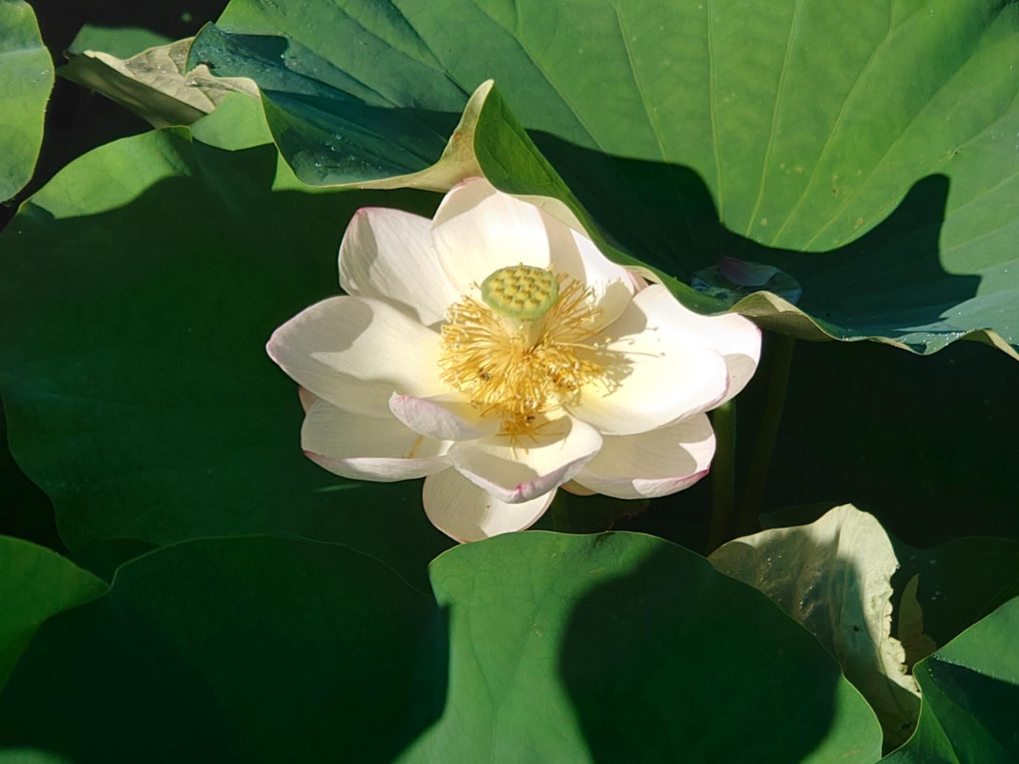 7月19日に撮影された満開の花をつける藤原宮跡蓮ゾーン北面の写真
