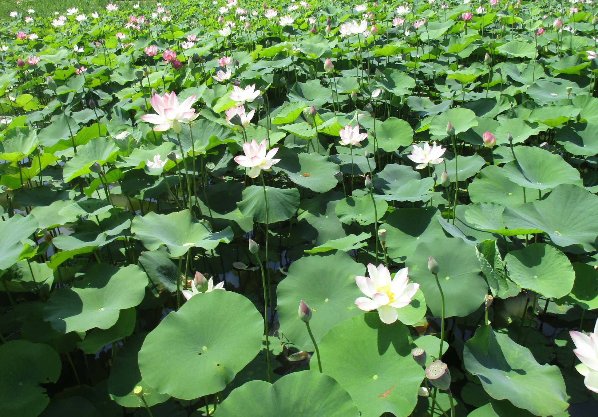 7月20日に撮影された満開の花をつける藤原宮跡ハナハスの写真
