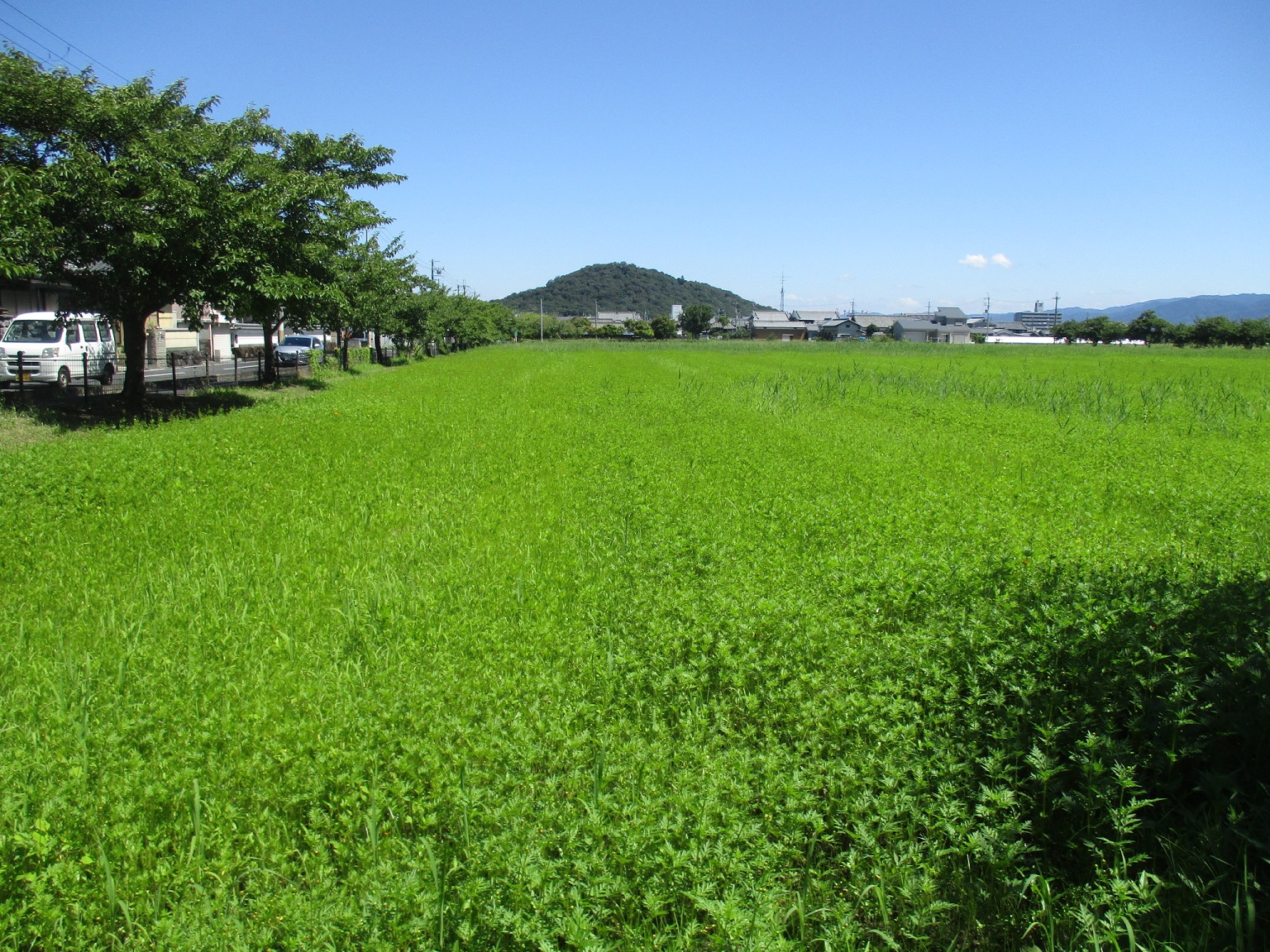 花がまだ咲いておらず一面に葉が広がっている、7月21日のキバナコスモス(夏ゾーン)の様子