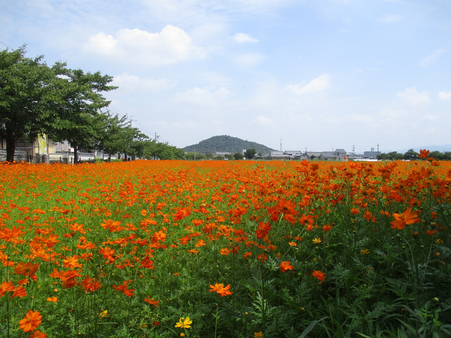 オレンジ色がメインに少し遠目から撮影した、7月29日のキバナコスモス(夏ゾーン)の様子