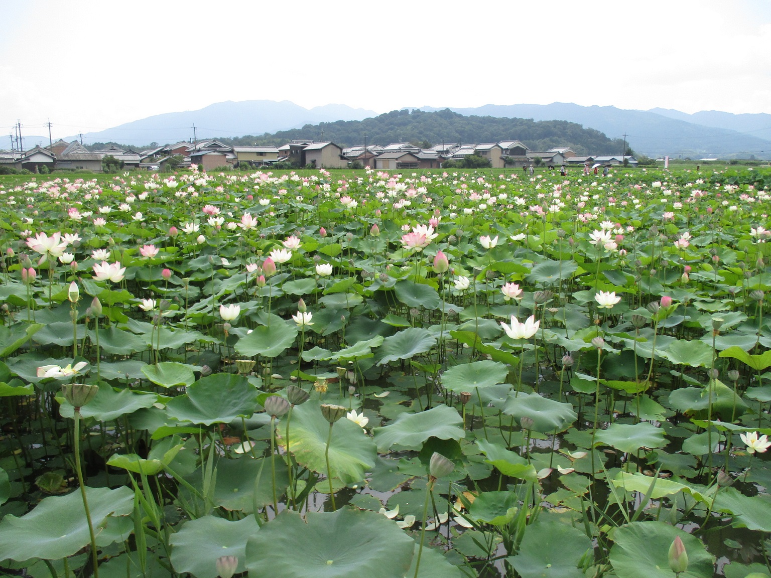 満開の花と少しずつ蓮の実が見られるようになってきた7月29日撮影時の藤原宮跡ハナハスの写真