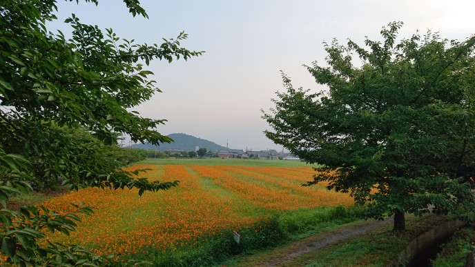 満開の様子を遠目から撮影した、8月1日のキバナコスモス(夏ゾーン)の様子