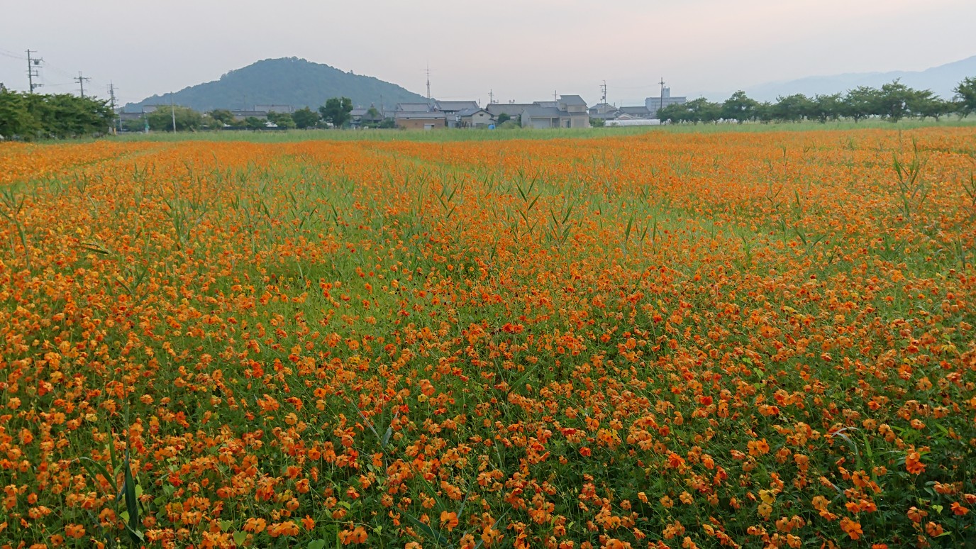 満開の様子を少し遠目から撮影した、8月1日のキバナコスモス(夏ゾーン)の様子