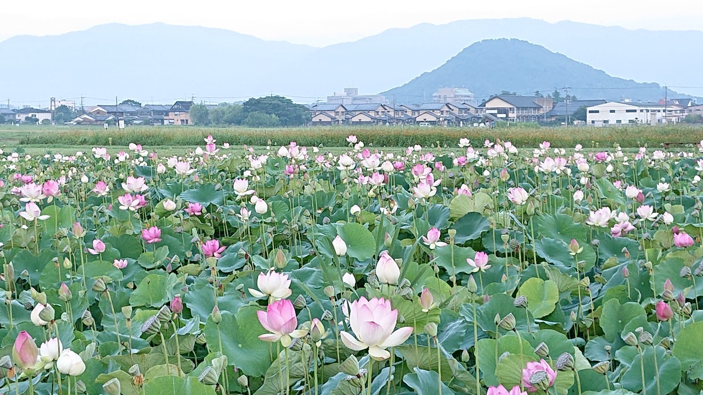 多くの蓮が咲く、8月1日に撮影された藤原宮跡蓮ゾーンの写真