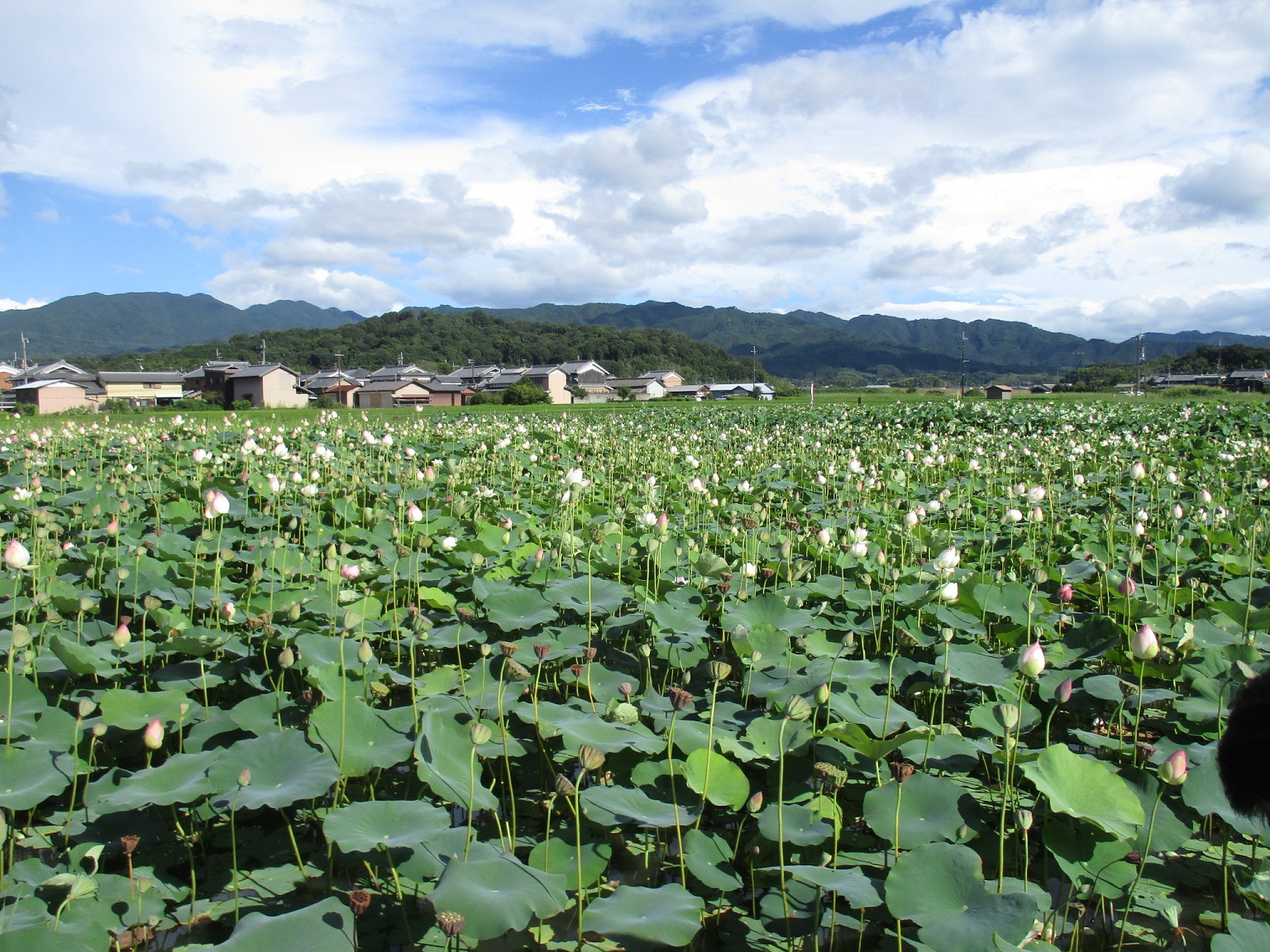 たくさんの花や蕾も見られる8月6日昼過ぎ頃に撮影された藤原宮跡ハナハス(蓮ゾーン)の写真