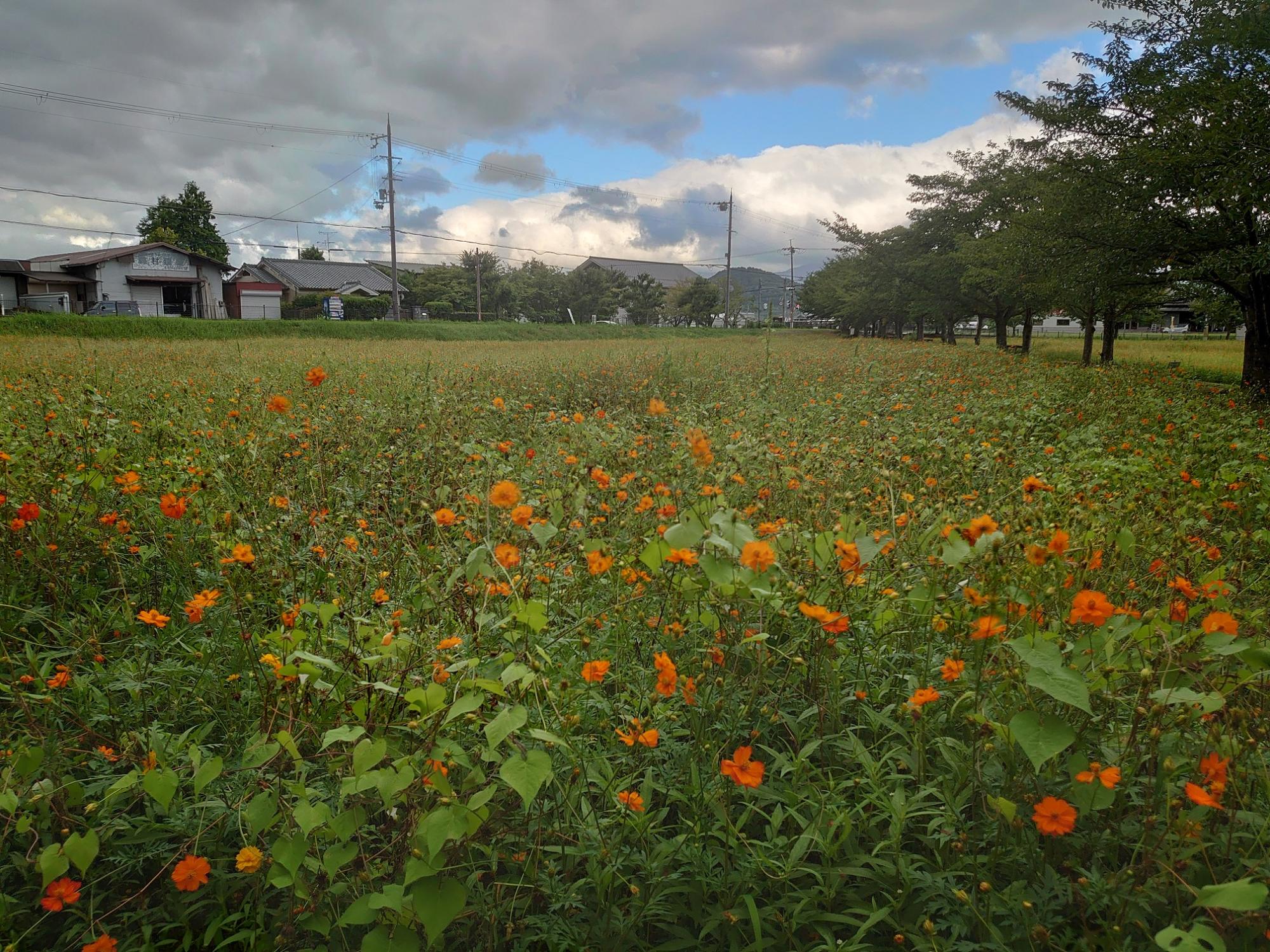 花が開花してきている、8月10日のキバナコスモス(夏ゾーン)の様子