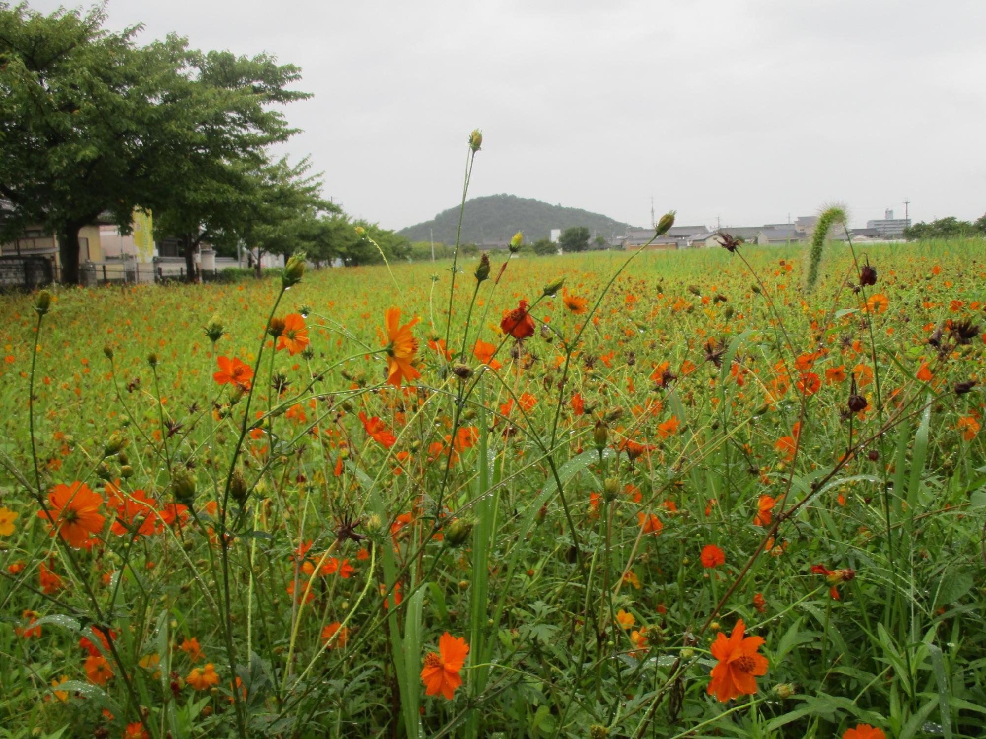 蕾と開花した花の比率は半々で、オレンジ色がはっきり見え始めた、8月12日のキバナコスモス(夏ゾーン)の様子