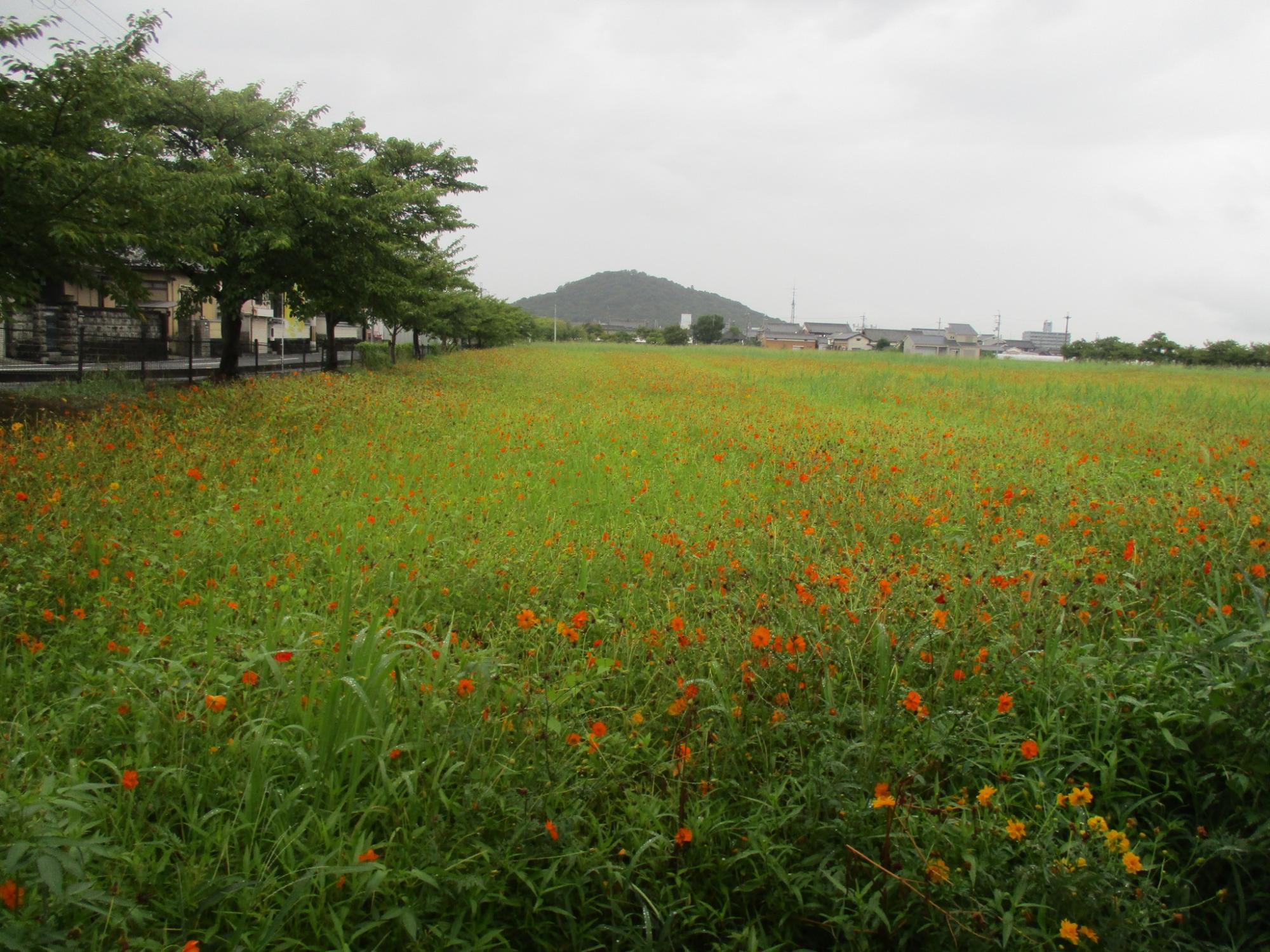 花が開花してきている、8月12日のキバナコスモス(夏ゾーン)の様子