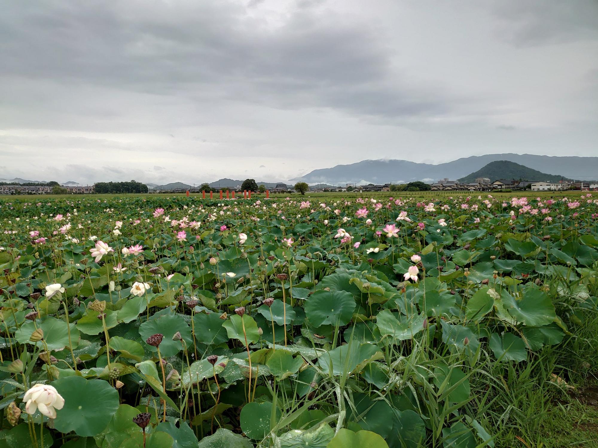 若い蕾がかなり減ってきた8月13日撮影時の藤原宮跡ハナハス(蓮ゾーン)の写真