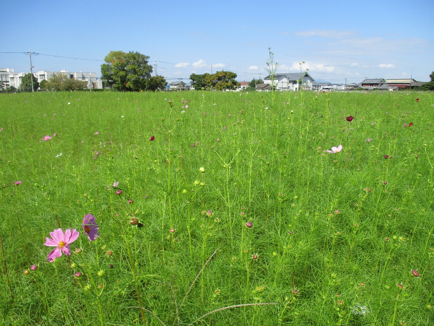 開花し始めた時期で葉や蕾が目立つ、10月7日のコスモス(秋ゾーン)の様子。