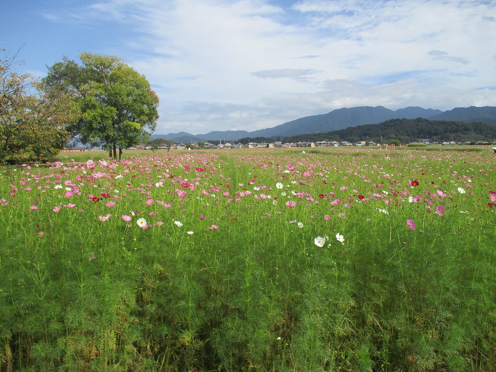 開花して蕾が開いた花が目立つようになってきた、10月11日のコスモス(秋ゾーン)の様子。