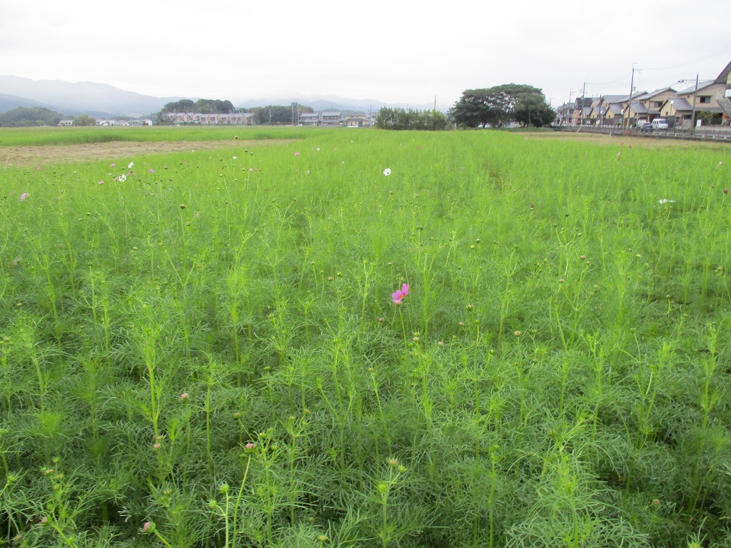 開花し始めた時期で葉や蕾が目立つ、10月13日のコスモス(秋ゾーン)の様子。