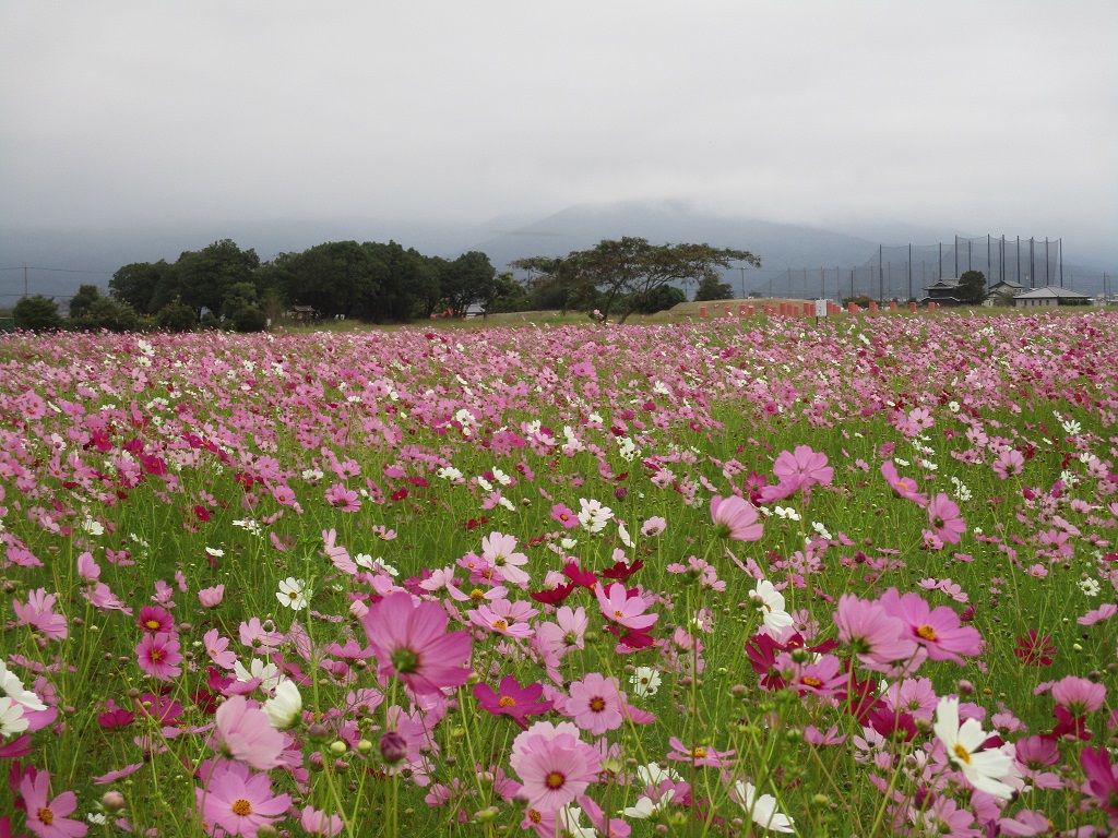花が満開の11月16日のコスモス(秋ゾーン)の様子。