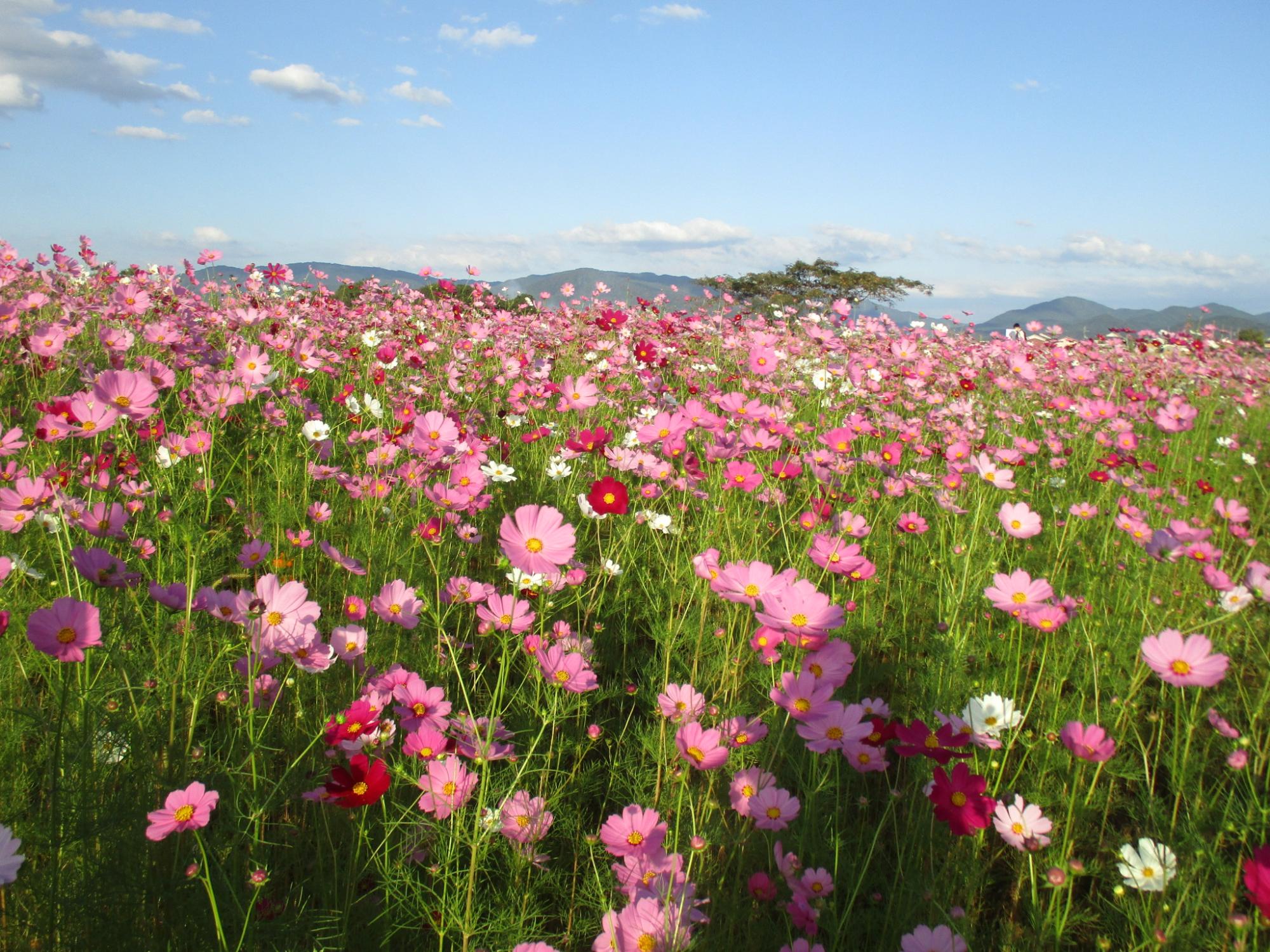 花が満開の11月16日のコスモス(秋ゾーン)の様子。