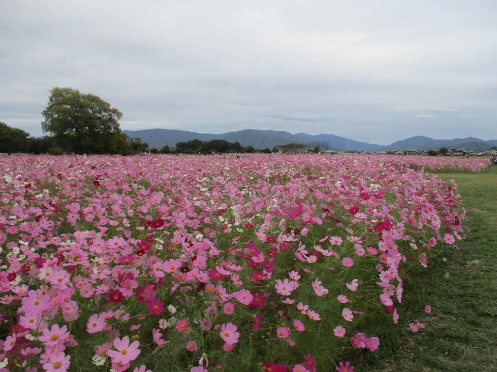花が満開の10月18日のコスモス(秋ゾーン)の様子。