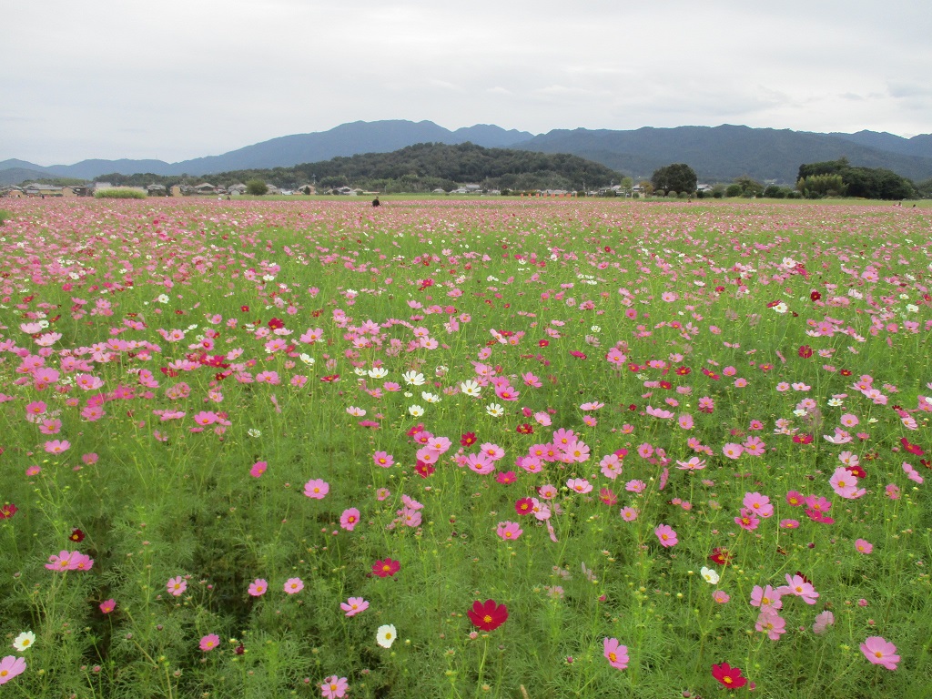 花が開花している10月18日のコスモス(秋ゾーン)の様子。