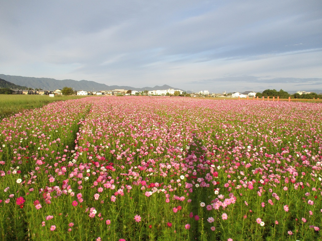 遠目から撮影した花が満開の10月21日のコスモス(秋ゾーン)の様子。