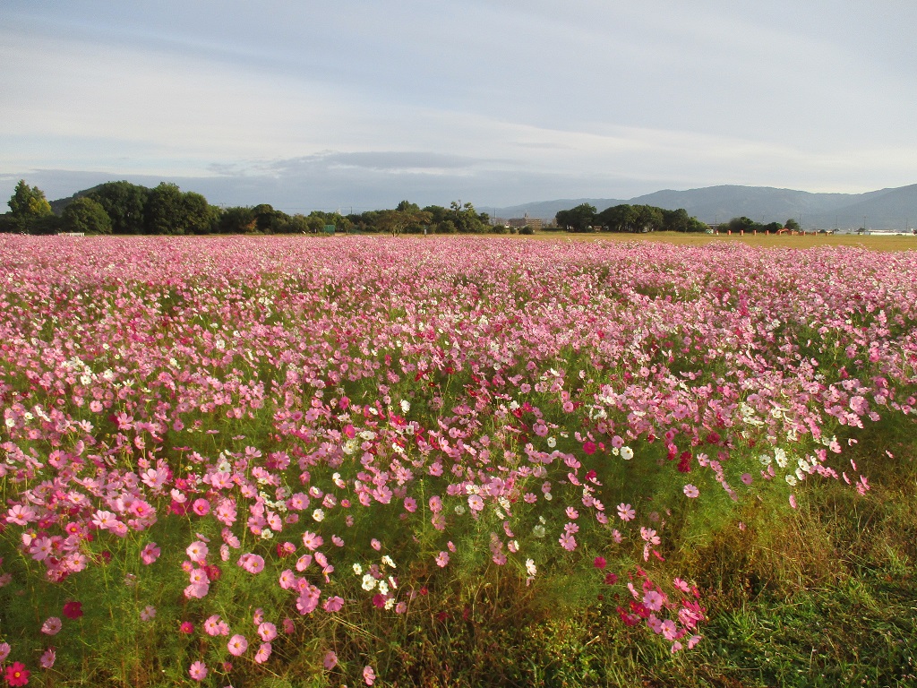 花が満開の10月21日のコスモス(秋ゾーン)の様子。