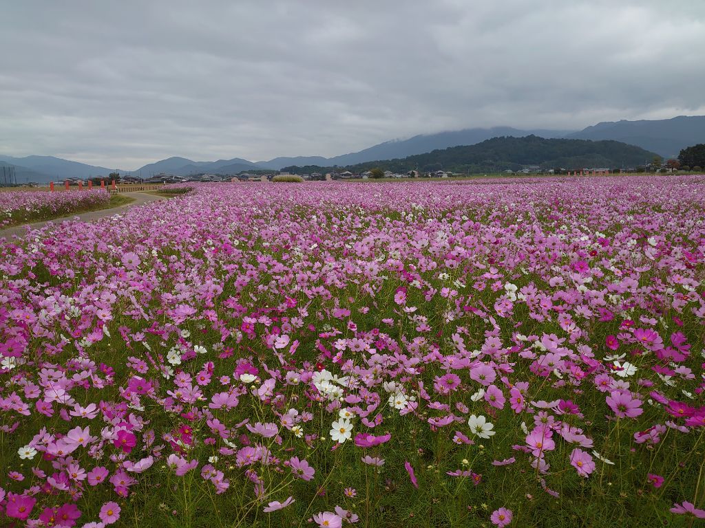 花が満開の10月25日のコスモス(秋ゾーン)の様子。