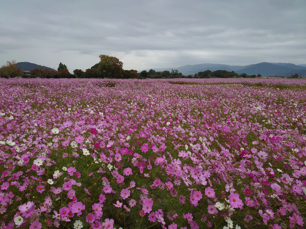 花が写真の中心から下部にかけてぎっしりと咲き乱れている10月25日のコスモス(秋ゾーン)の様子。